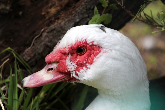 争日趋激烈 争日趋激烈