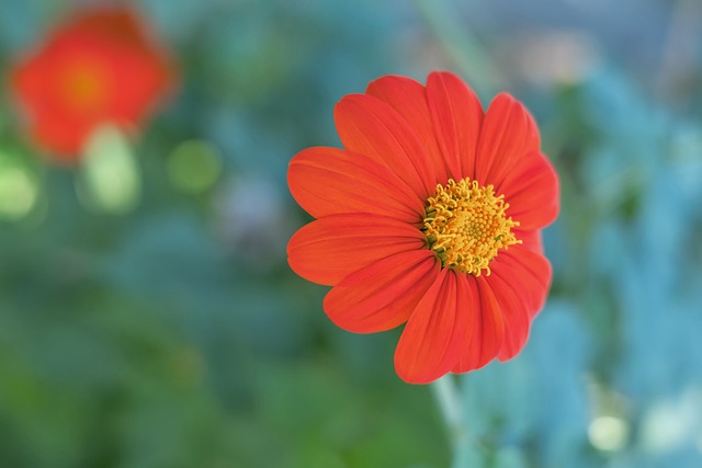 前曼聯隊長遭清洗！曝馬奎爾3000萬鎊轉會西漢姆聯！.